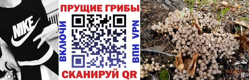 купить закладку  Олонец  Псилоцибиновые грибы прущие грибы 